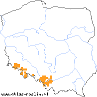 wystepowanie - Centaurea pseudophrygia (chaber perukowy)