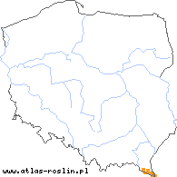 wystepowanie - Cirsium waldsteinii (ostrożeń wschodniokarpacki)