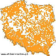 wystepowanie - Gnaphalium sylvaticum (szarota leśna)