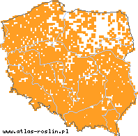 wystepowanie - Gnaphalium uliginosum (szarota błotna)