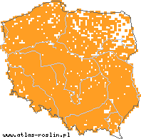 wystepowanie - Galinsoga parviflora (żółtlica drobnokwiatowa)