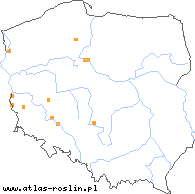 wystepowanie - Achillea crithmifolia (krwawnik kowniatkolistny)