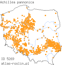 wystepowanie - Achillea pannonica (krwawnik pannoński)