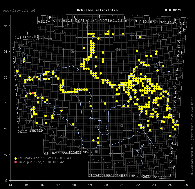 wystepowanie - Achillea salicifolia (krwawnik wierzbolistny)