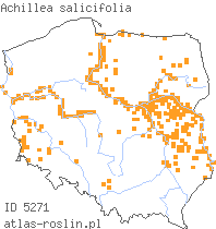 wystepowanie - Achillea salicifolia (krwawnik wierzbolistny)