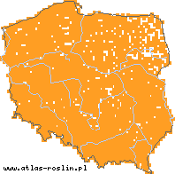 wystepowanie - Chamomilla suaveolens (rumianek bezpromieniowy)