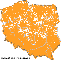 wystepowanie - Leucanthemum vulgare agg. (jastrun właściwy agg.)