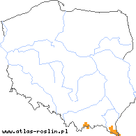 wystepowanie - Tanacetum corymbosum ssp. clusii (wrotycz baldachogroniasty Kluzjusza)