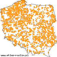 wystepowanie - Senecio sylvaticus (starzec leśny)