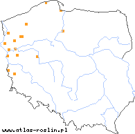 wystepowanie - Pulicaria dysenterica (płesznik czerwonkowy)