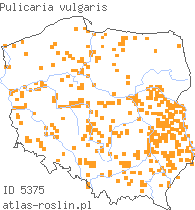 wystepowanie - Pulicaria vulgaris (płesznik zwyczajny)