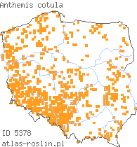 wystepowanie - Anthemis cotula (rumian psi)
