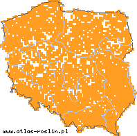 wystepowanie - Solidago virgaurea (nawłoć pospolita)