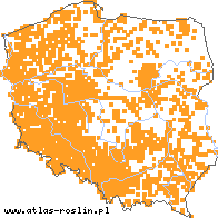 wystepowanie - Solidago canadensis (nawłoć kanadyjska)