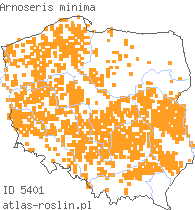 wystepowanie - Arnoseris minima (chłodek drobny)