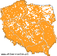 wystepowanie - Hypochoeris radicata (prosienicznik szorstki)