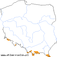 wystepowanie - Hypochaeris uniflora (prosienicznik jednogłówkowy)