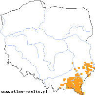 wystepowanie - Aposeris foetida (sałatnica leśna)