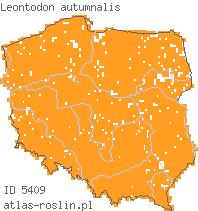 wystepowanie - Leontodon autumnalis (brodawnik jesienny)