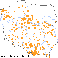 wystepowanie - Taraxacum palustre agg. (mniszek błotny)