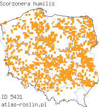 wystepowanie - Scorzonera humilis (wężymord niski)