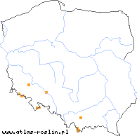 wystepowanie - Hieracium apatelium (jastrzębiec zwodniczy)