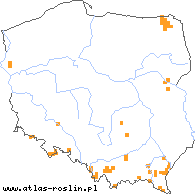 wystepowanie - Pilosella arvicola (kosmaczek ścierniskowy)