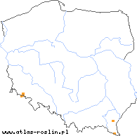 wystepowanie - Pilosella atramentaria (kosmaczek atramentowy)