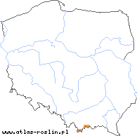 wystepowanie - Hieracium bupleuroides (jastrzębiec przewiertniowaty)