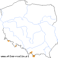 wystepowanie - Hieracium chlorocephalum (jastrzębiec zielonokoszyczkowy)