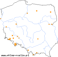 wystepowanie - Hieracium cymosum (jastrzębiec wierzchotkowy)