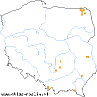 wystepowanie - Pilosella densiflora (kosmaczek gęstokoszyczkowy)