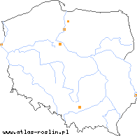 wystepowanie - Hieracium fallax (jastrzębiec włosisty)