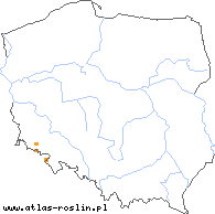 wystepowanie - Pilosella flagellariformis (kosmaczek rozłogowaty)