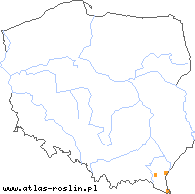 wystepowanie - Pilosella fuscoatrata (kosmaczek brunatny)