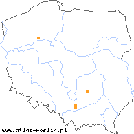 wystepowanie - Hieracium fuscocinereum (jastrzębiec strzałkowaty)