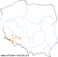 wystepowanie - Hieracium iseranum (jastrzębiec izerski)