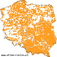 wystepowanie - Hieracium lachenalii (jastrzębiec Lachenala)