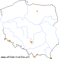 wystepowanie - Hieracium laevicaule (jastrzębiec równołodygowy)