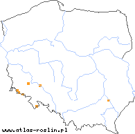 wystepowanie - Hieracium macrostolonum (jastrzębiec długorozłogowy)