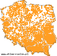 wystepowanie - Hieracium murorum (jastrzębiec leśny)