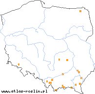 wystepowanie - Pilosella obornyana (kosmaczek Obornego)