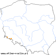 wystepowanie - Pilosella piloselliflora (kosmaczek kosmaczkokwiatowy)