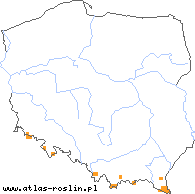 wystepowanie - Hieracium prenanthoides (jastrzębiec przenętowaty)