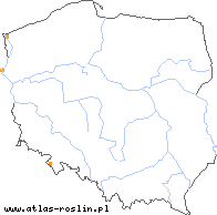 wystepowanie - Hieracium rothianum (jastrzębiec szczeciniasty)