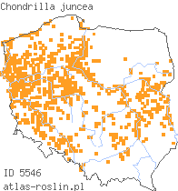 wystepowanie - Chondrilla juncea (chondrilla sztywna)