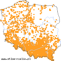 wystepowanie - Crepis biennis (pępawa dwuletnia)