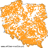 wystepowanie - Crepis paludosa (pępawa błotna)