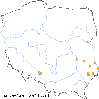 wystepowanie - Crepis rhoeadifolia (pępawa makolistna)