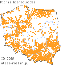 wystepowanie - Picris hieracioides (goryczel jastrzębcowaty)